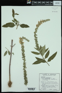 Teucrium canadense var. canadense image