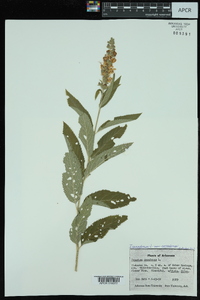 Teucrium canadense var. canadense image