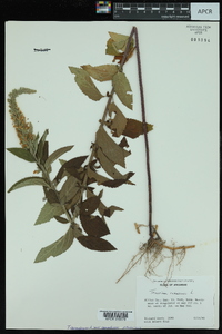 Teucrium canadense var. canadense image