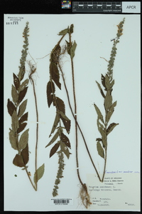 Teucrium canadense var. canadense image