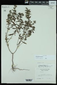 Trichostema coeruleum image