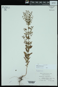 Trichostema dichotomum image