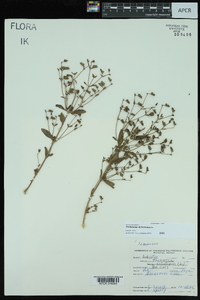 Trichostema dichotomum image