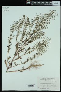 Trichostema dichotomum image