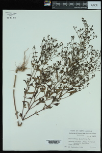 Trichostema dichotomum image