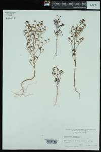 Trichostema dichotomum image