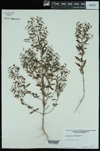 Trichostema dichotomum image