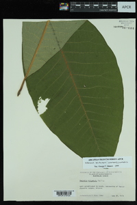 Magnolia tripetala image