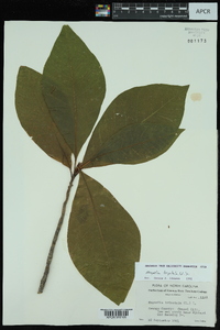 Magnolia tripetala image