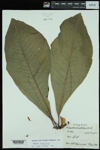 Magnolia tripetala image