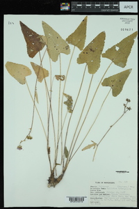 Callirhoe triangulata image