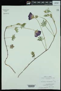 Callirhoe involucrata image