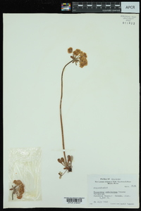 Eriogonum umbellatum var. majus image