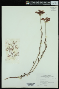 Eriogonum annuum image