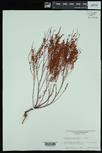 Polygonella articulata image