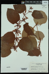 Reynoutria japonica image