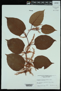 Reynoutria japonica image