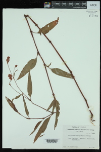 Persicaria bicornis image