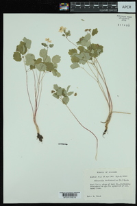 Anemonella thalictroides image