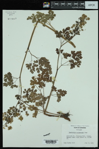 Thalictrum occidentale image