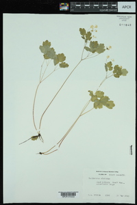 Thalictrum clavatum image