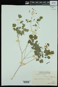 Thalictrum dioicum image