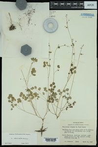 Thalictrum texanum image