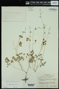 Thalictrum texanum image