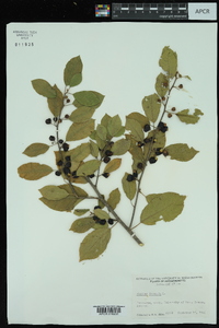 Frangula alnus image