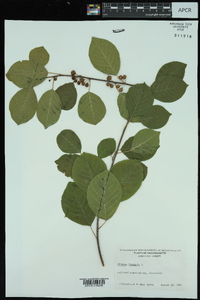 Frangula alnus image