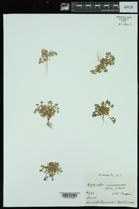 Alchemilla microcarpa image