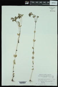 Mitreola sessilifolia image