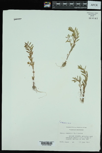 Rotala ramosior image