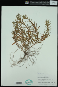 Rotala ramosior image