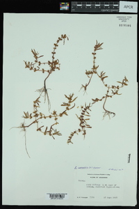 Rotala ramosior image