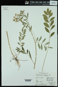 Polemonium reptans image