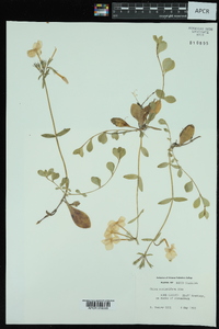 Phlox stolonifera image