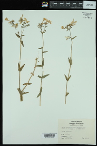 Phlox divaricata var. laphamii image