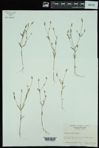 Polygala verticillata image