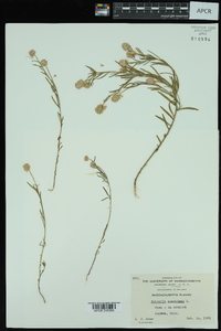 Polygala sanguinea image