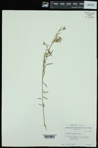 Polygala sanguinea image