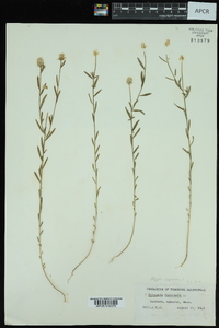 Polygala sanguinea image