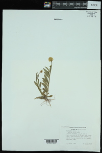 Polygala lutea image