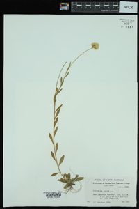 Polygala lutea image