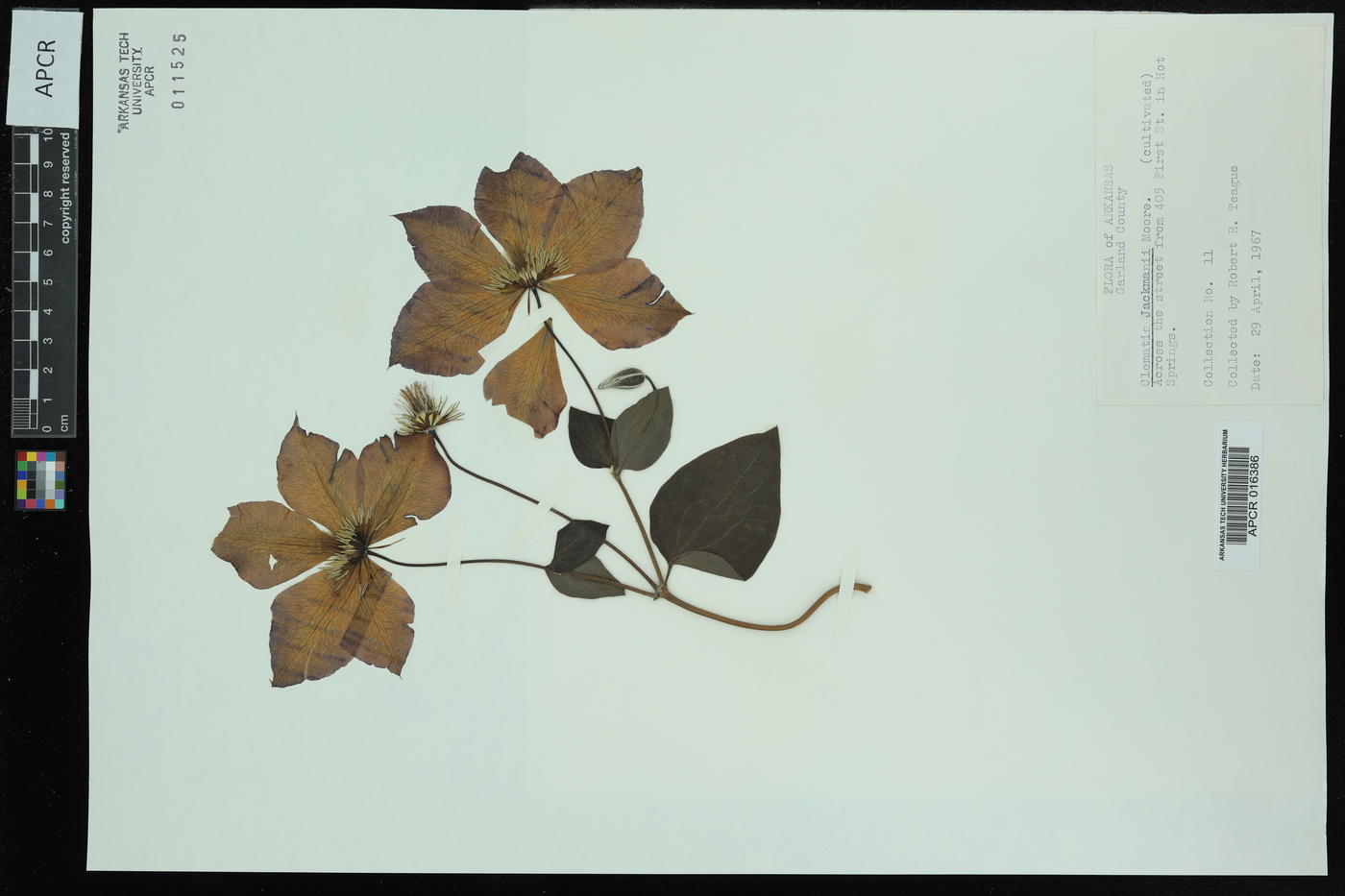 Clematis jackmanii image