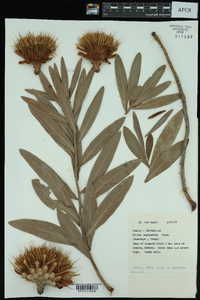 Protea angolensis image