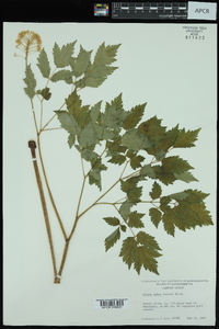 Actaea rubra image