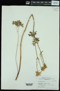 Aquilegia coerulea image