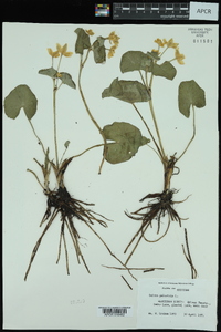 Caltha palustris image