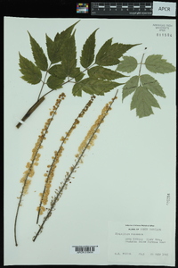 Actaea racemosa image